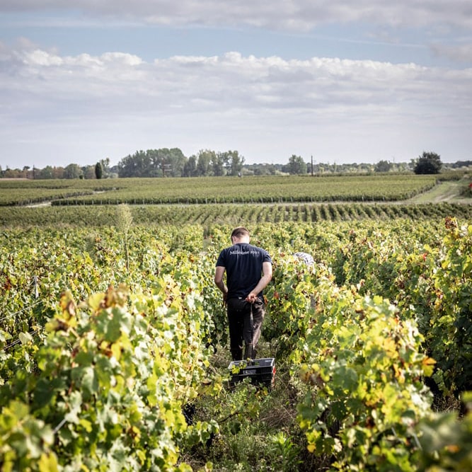 2012 Château Palmer