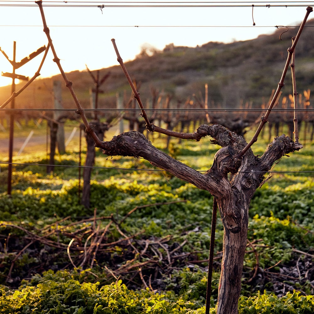 2009 Dominus Estate